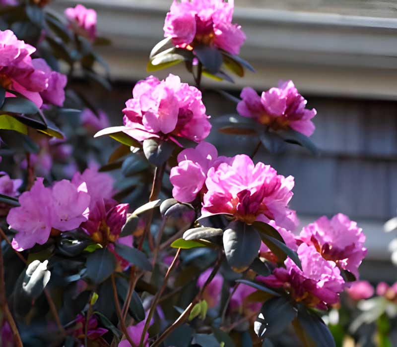 SPRING-HOME-&-GARDEN-CORP-SERVICES-004